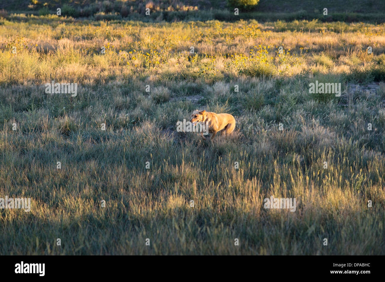 Gelber Labrador läuft durch ein Feld in Colorado Stockfoto