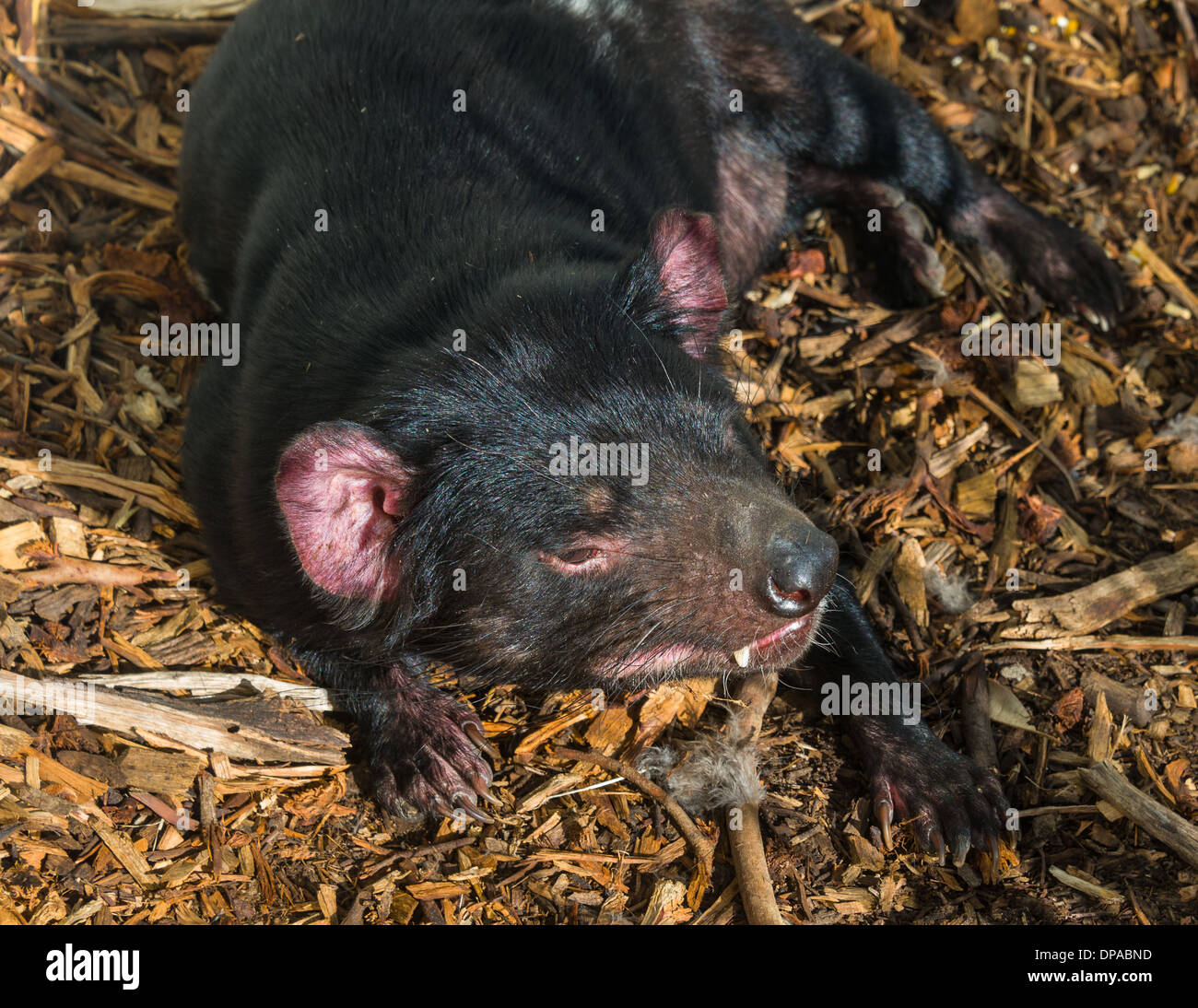Nahaufnahmen von den tasmanischen Teufel Australien Beuteltier Stockfoto