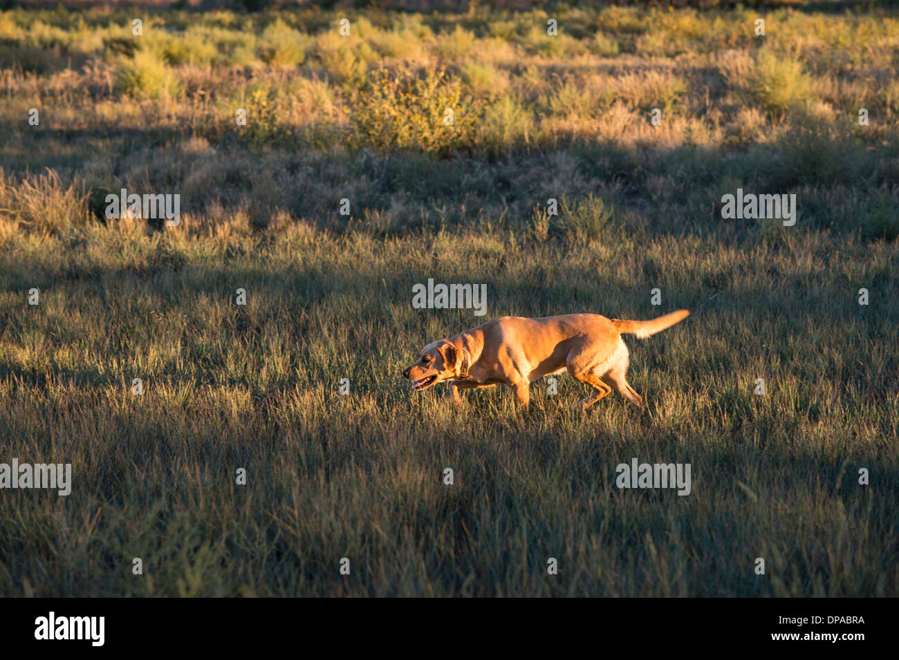 Yellow Lab Jagd in einem Colorado-Feld Stockfoto