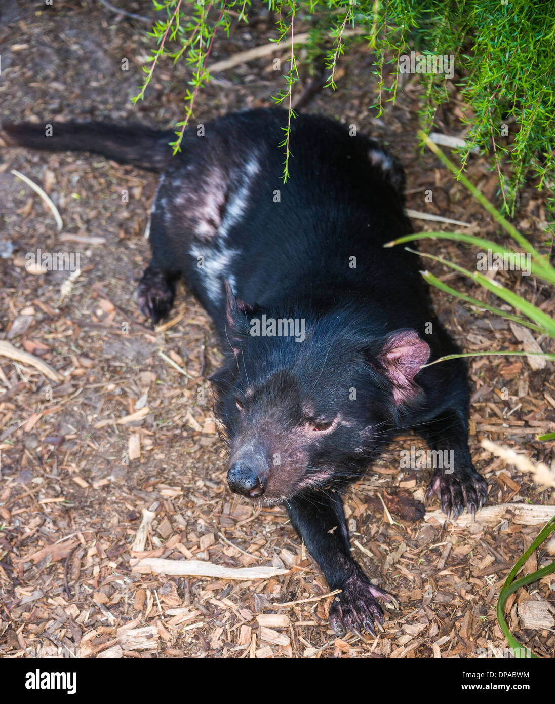 Nahaufnahmen von den tasmanischen Teufel Porträt Australien Beuteltier Stockfoto