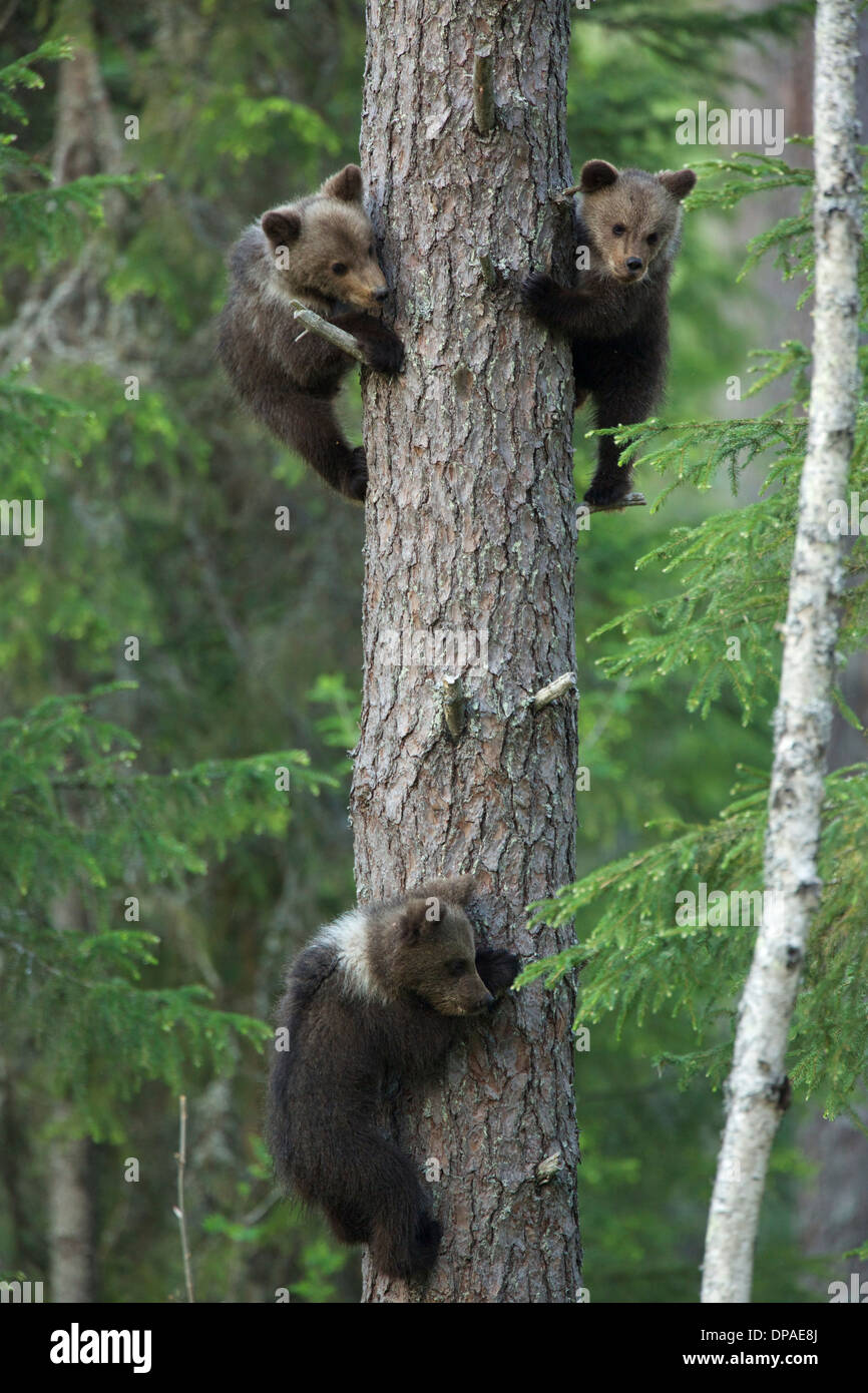 Brown Bear Cubs Kletterbaum, Taiga-Wald, Finnland Stockfoto