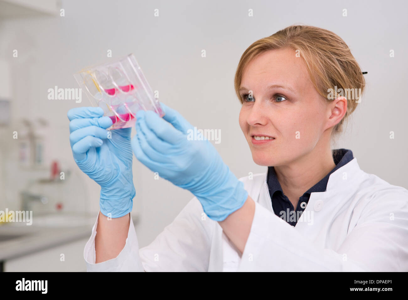 Wissenschaftlerin im Labor untersuchen Zellwachstum in 6-Well-Platte Stockfoto