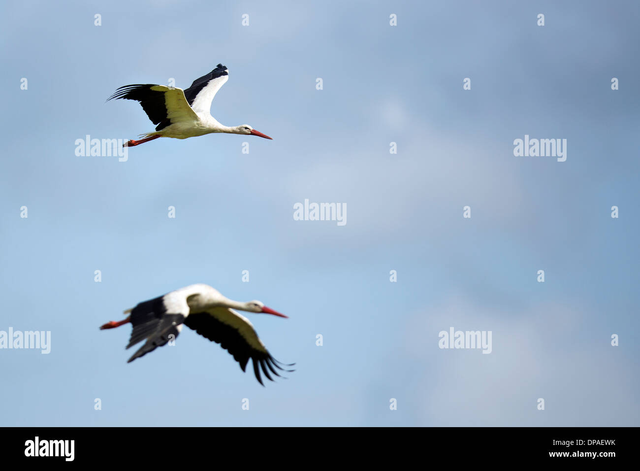 Weißstörche im Flug auf einem blauen Himmel. Stockfoto