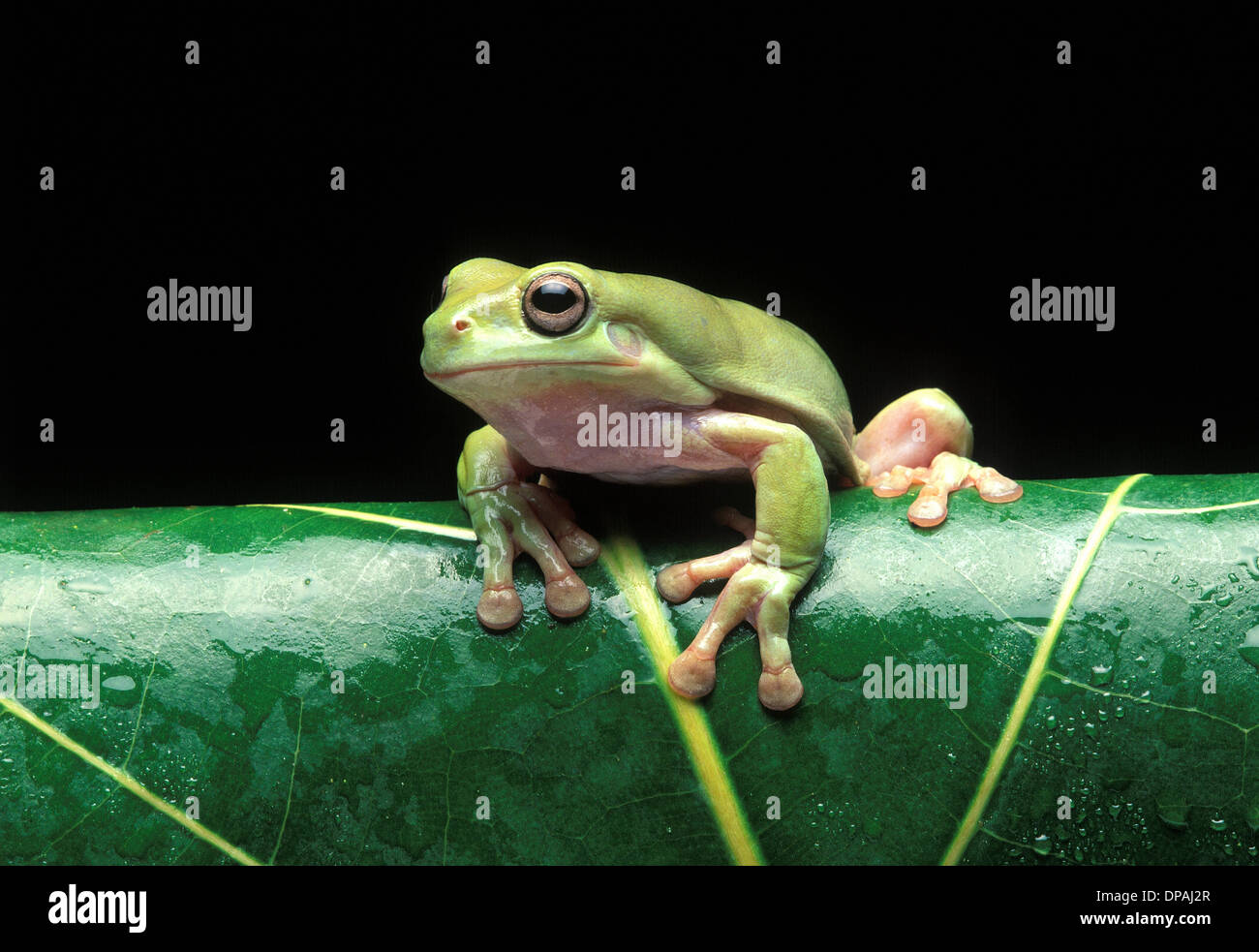 Frosch auf Blatt Stockfoto