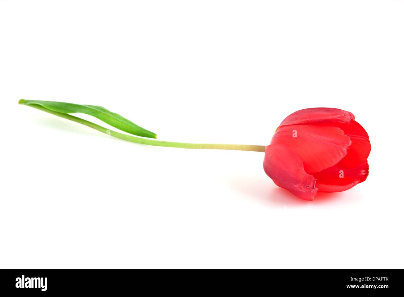 Tulpe Blume isoliert auf weiss. Richtige für romantische Design. Stockfoto