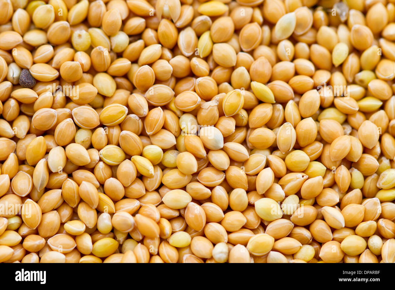 Hirse-Textur, Nahaufnahme Bild. Nahrung für Haustiere. Stockfoto