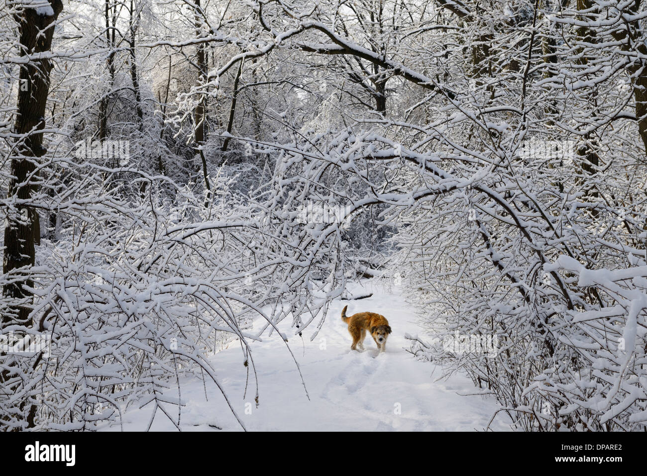 Leine bedeckt zottiger Hund auf verschneiten Waldweg mit gebogenen Bäume in Eis und Schnee nach Eissturm in Toronto Stockfoto