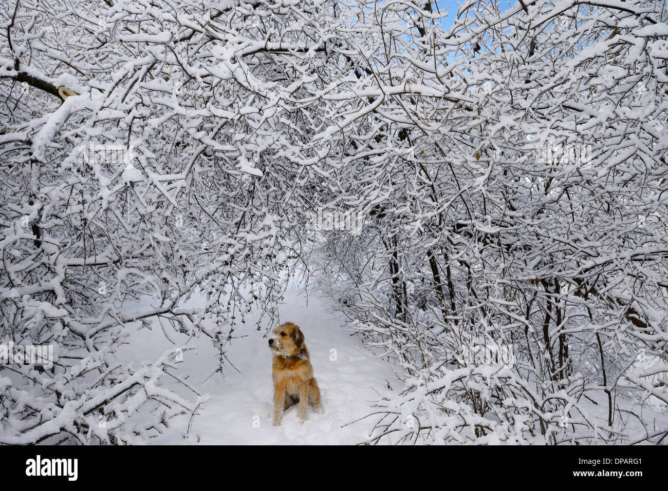 Hundesitting unter den gebogenen Bäumen bedeckt mit Eis und Schnee auf einem Waldweg nach Eissturm in Toronto Stockfoto