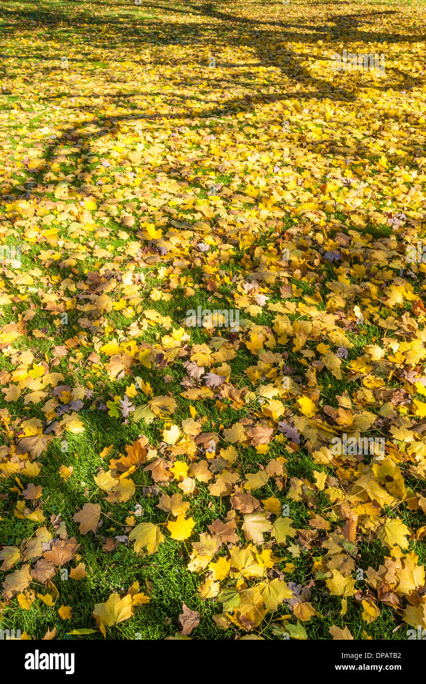 Herbst-Ginkgo Blätter Rasen Teppichboden Stockfoto
