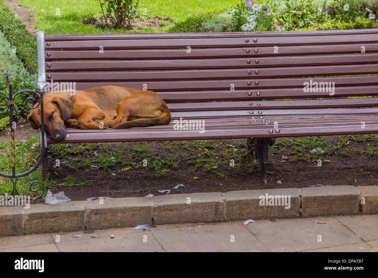 Ein brauner Hund schlafend auf Park bench in der Plaza 25 de Mayo, Sucre, Bolivien. Stockfoto