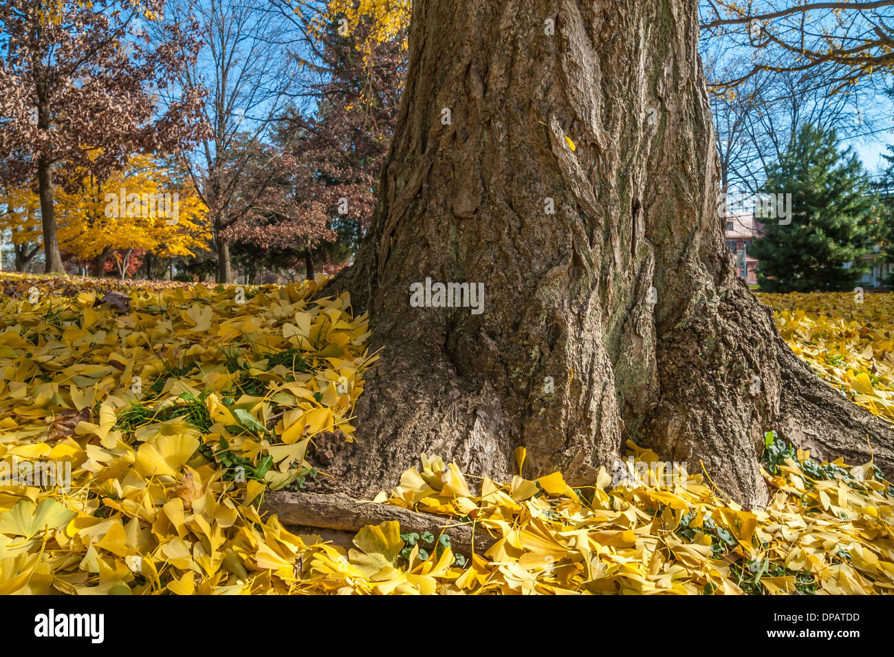 Herbst-Ginkgo Blätter Rasen Teppichboden Stockfoto