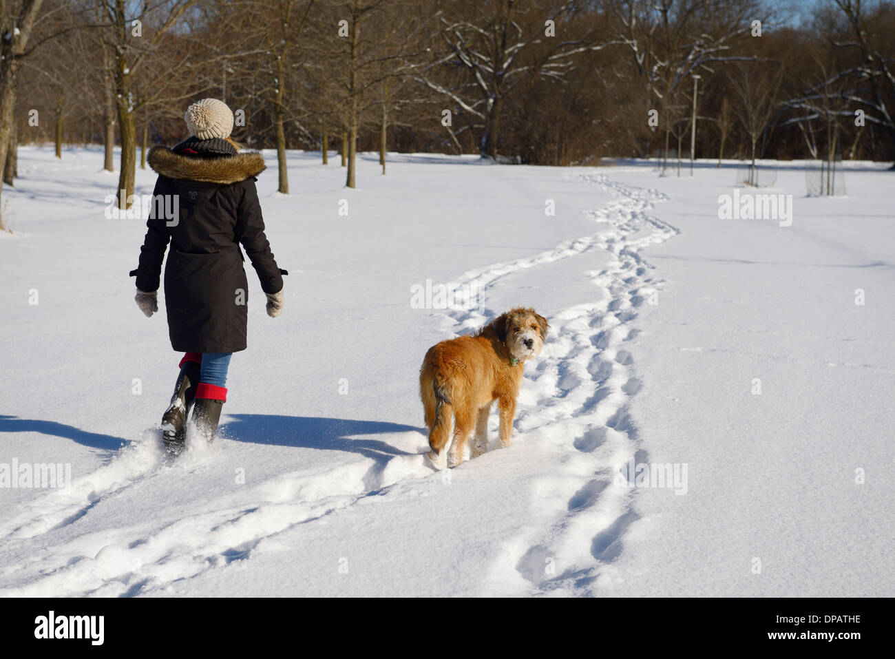 Junge Frau zu Fuß ihr Hund ohne Leine in einem Toronto park mit frischem Schnee im Winter Stockfoto