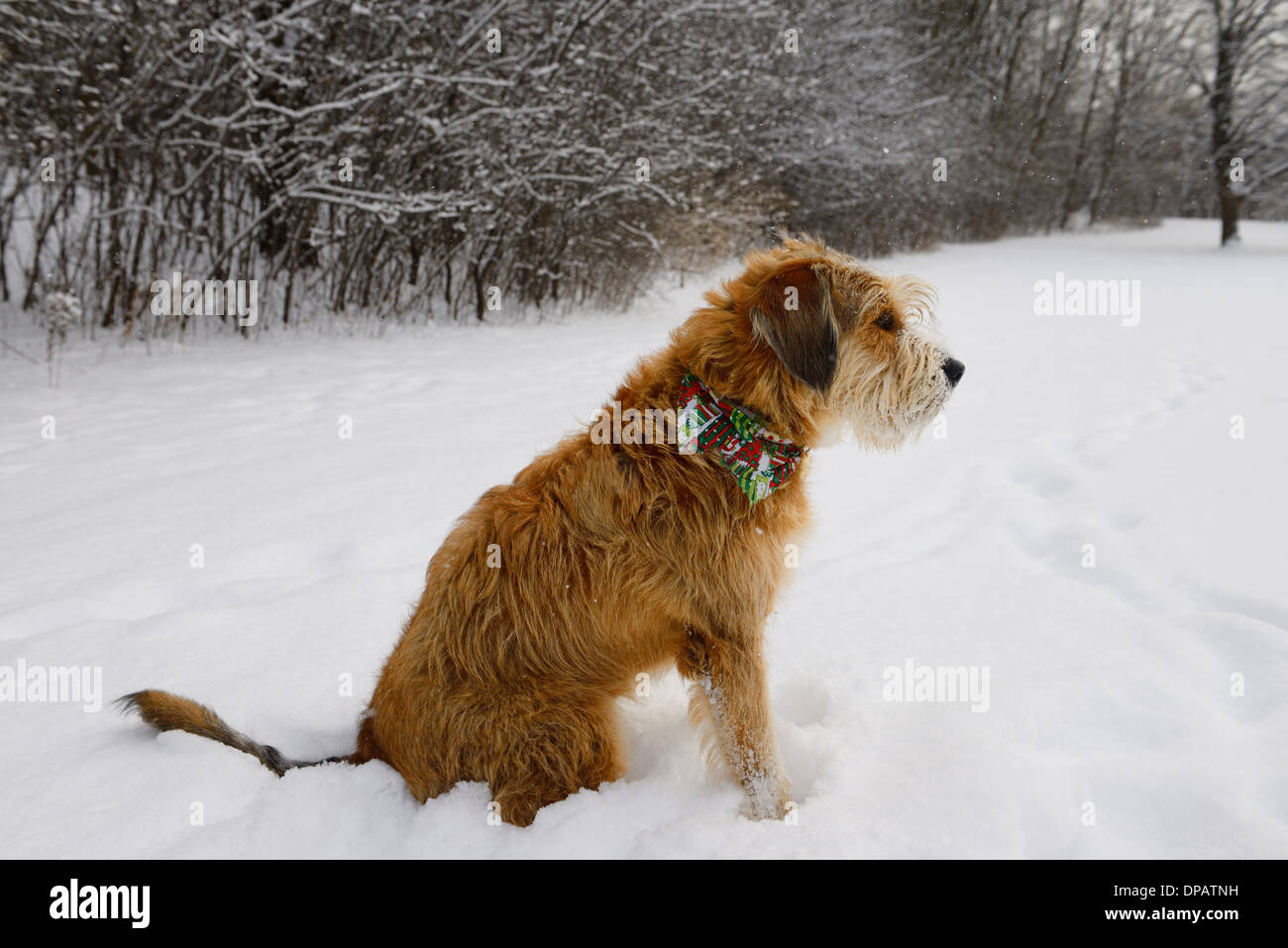 Haustier Mischling Hund sitzen im Schnee in einer Stadt Park im winter Stockfoto