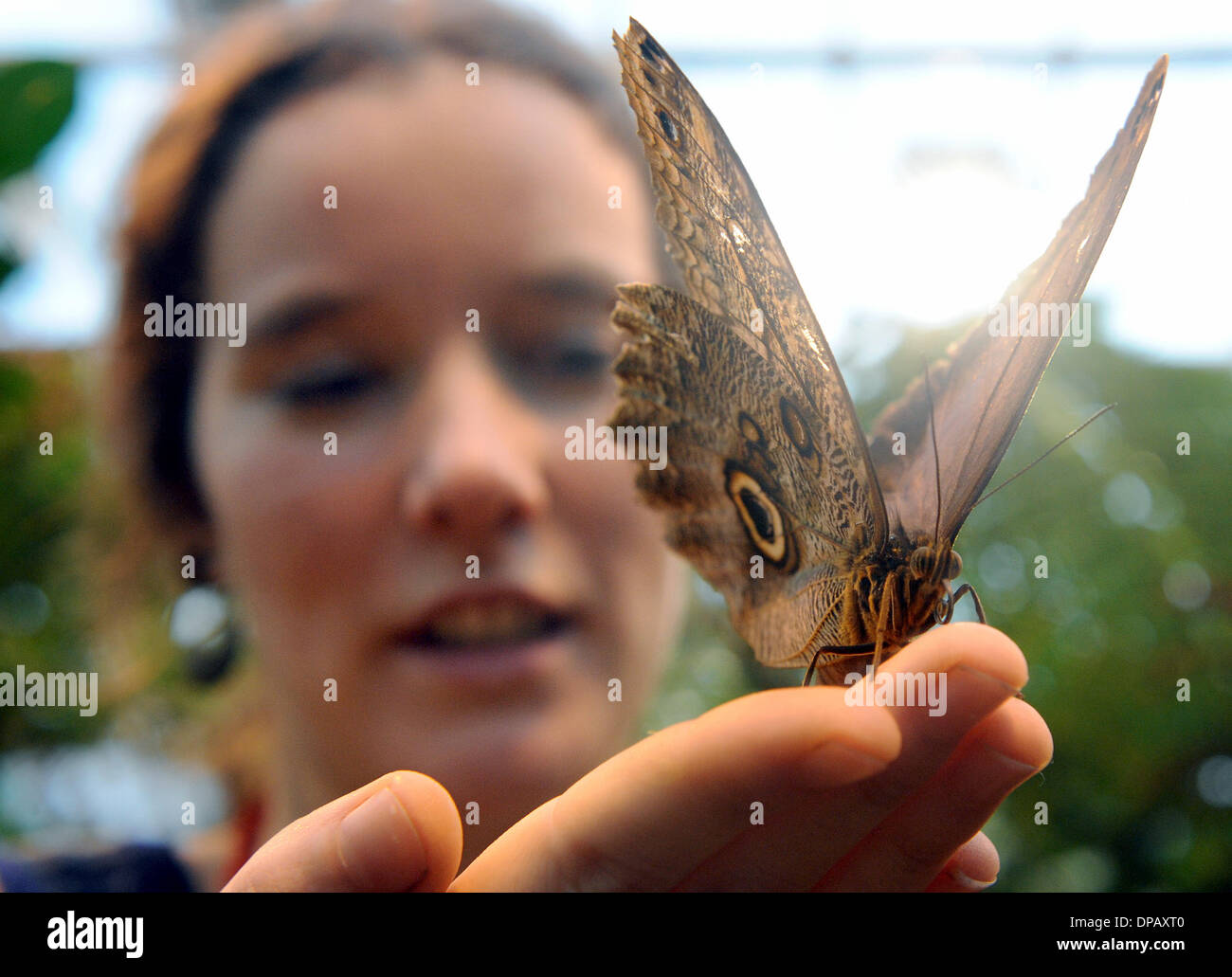 Bremen Deutschland 9 Januar 2014 Okologe Yvonne Dartsch Halt Eine Eule Schmetterling In Der Schmetterlings Ausstellung Des Grunen Science Center Botanika Im Botanischen Garten Von Der Rhododendron Park In Bremen Deutschland 9 Januar 2014