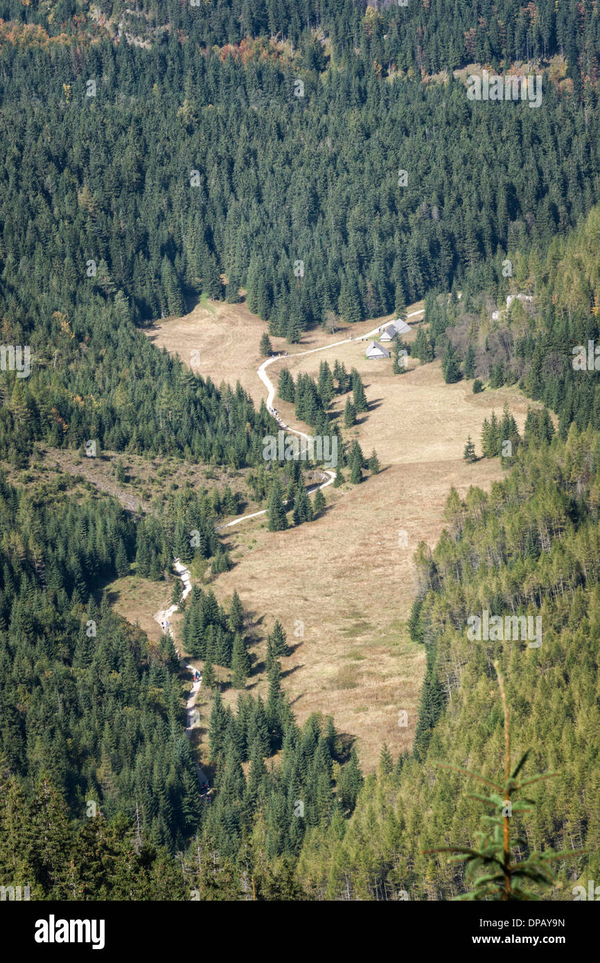 Übersicht der Pinien und Weg vom Berg beim Wandern der hohen Tatra, Zakopane, Polen, Europa Stockfoto