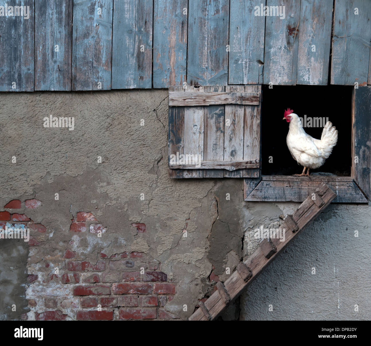 Huhn vom Hühnerstall Stockfoto