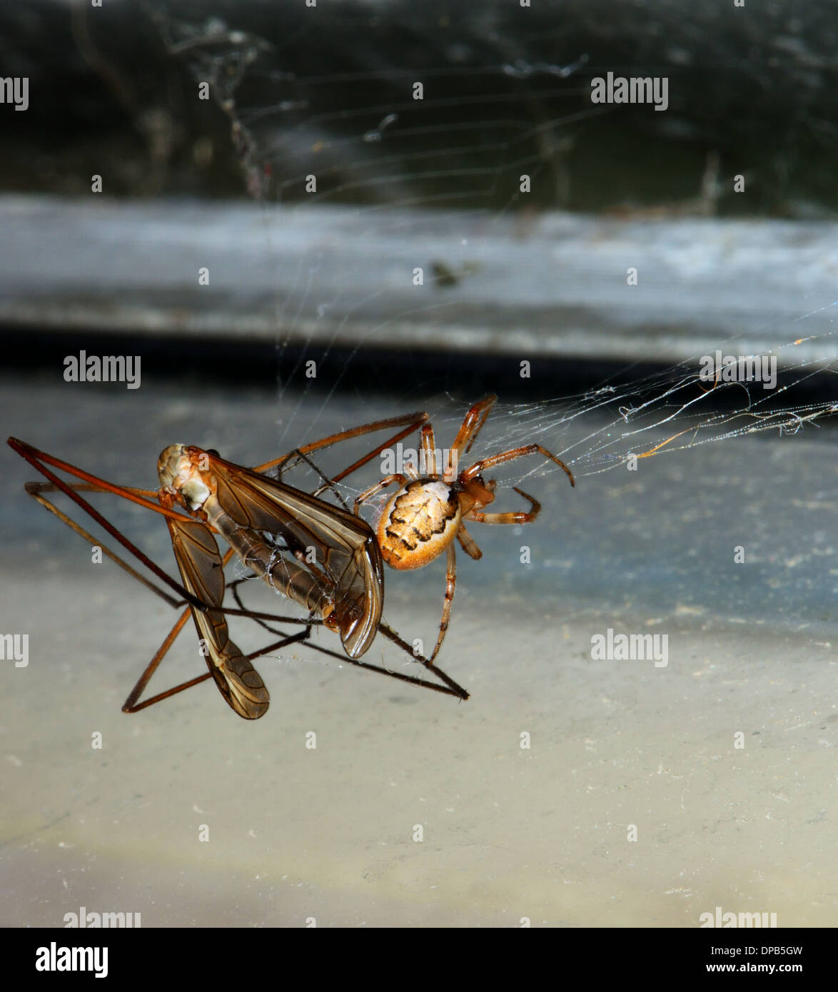 Spinne mit einer Schnake hat es in seiner Netz gefangen. Essex UK Stockfoto