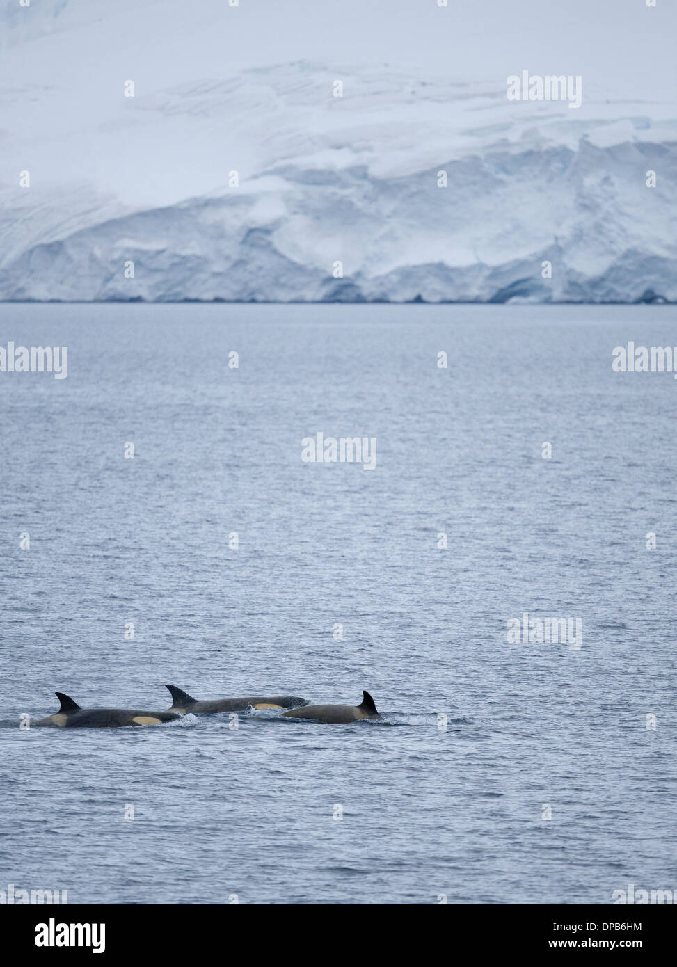 Schwertwale in antarktischen Gewässern Stockfoto