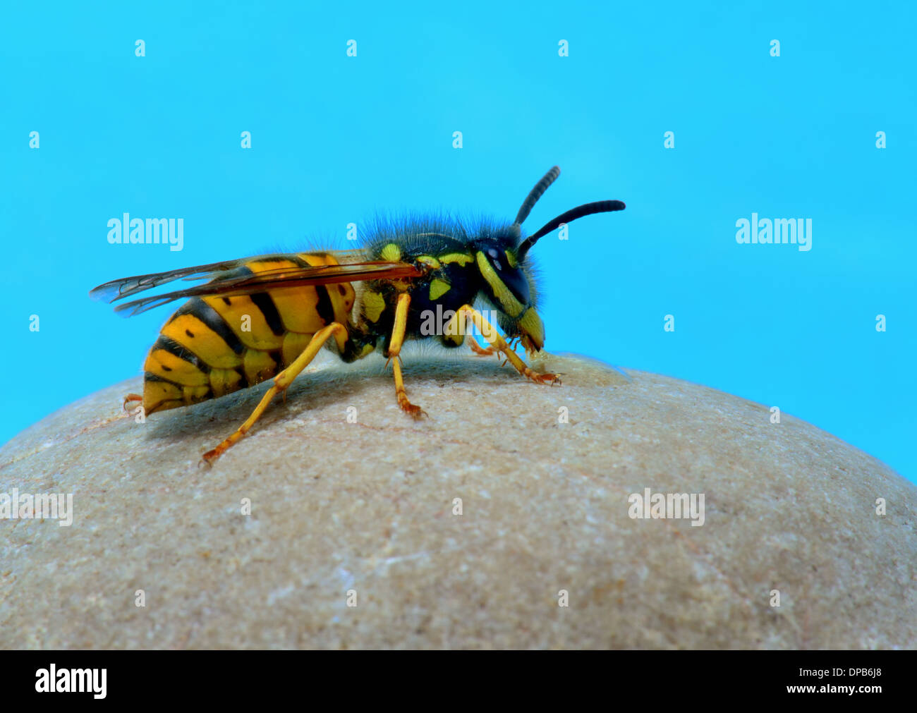 Makroaufnahme einer Arbeitnehmerin deutsche Wespe, Vespula Germanica. Essex UK Stockfoto