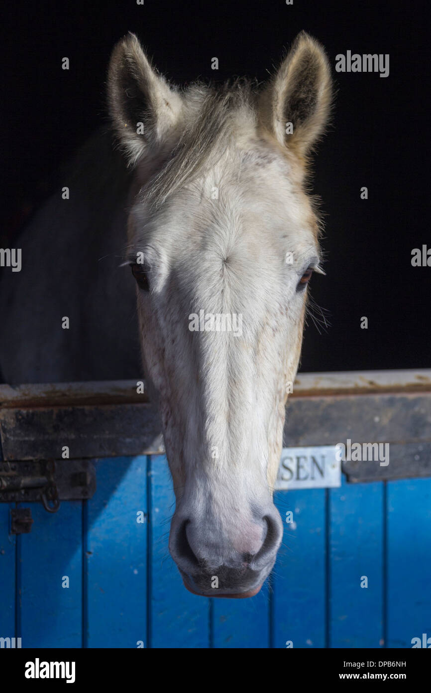 Weißes Pferd im Stall, auf der Suche. Stockfoto