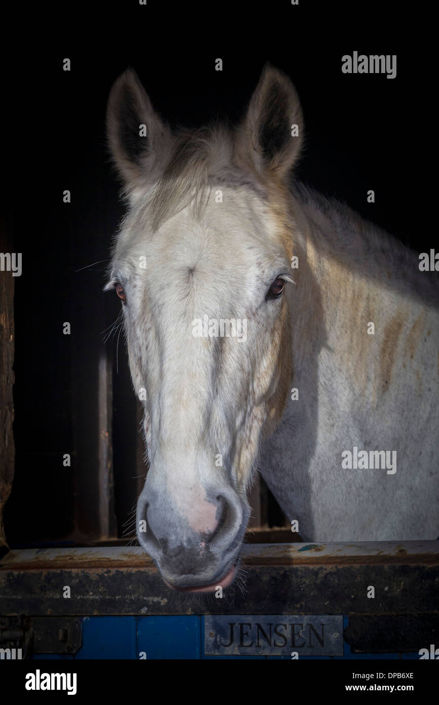 Weißes Pferd im Stall, auf der Suche. Stockfoto