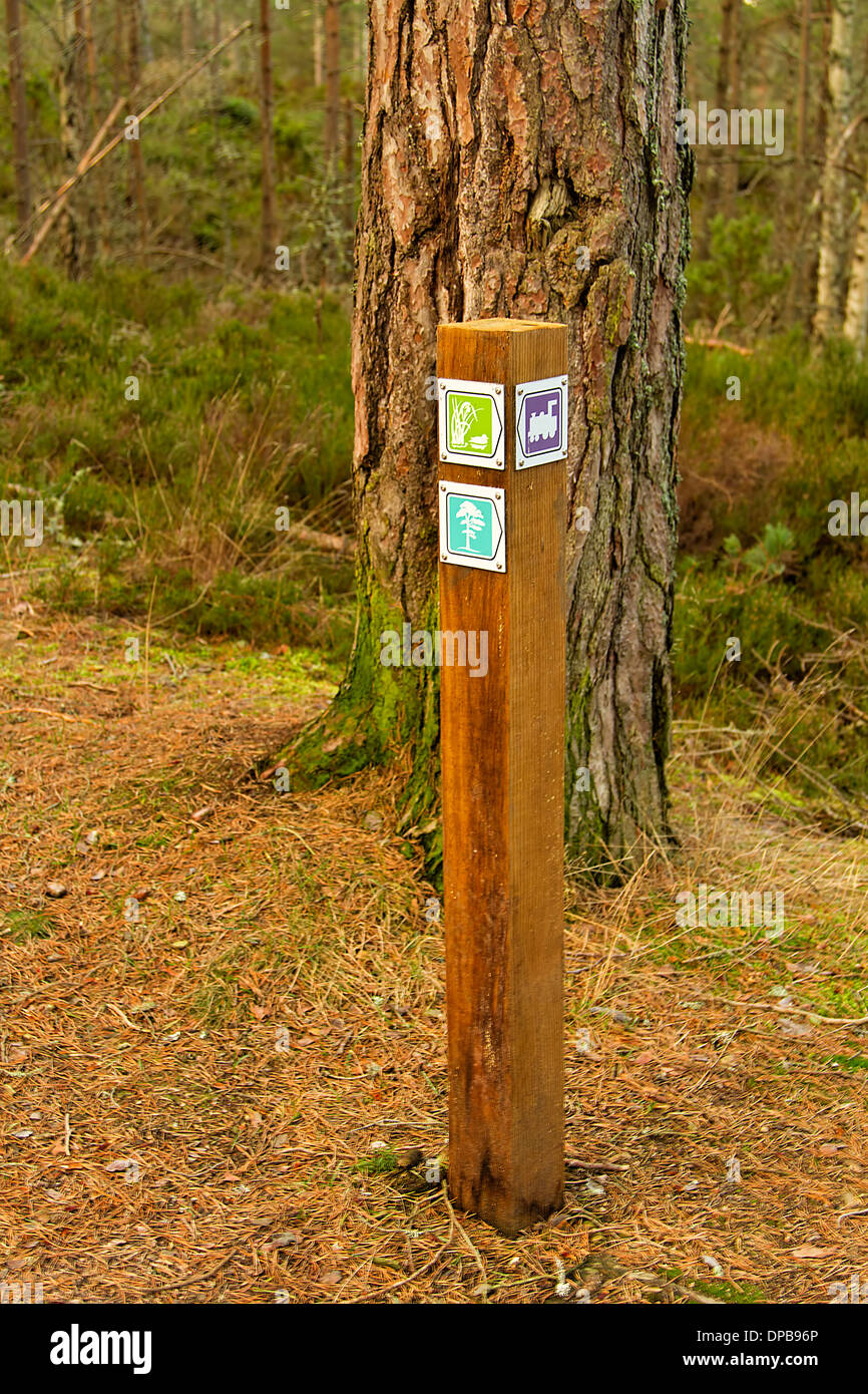 Wegpunkt für Pfade in Dell Woods National Nature Reserve in Nethy Bridge in den Cairngorms National Park, Schottland. Stockfoto