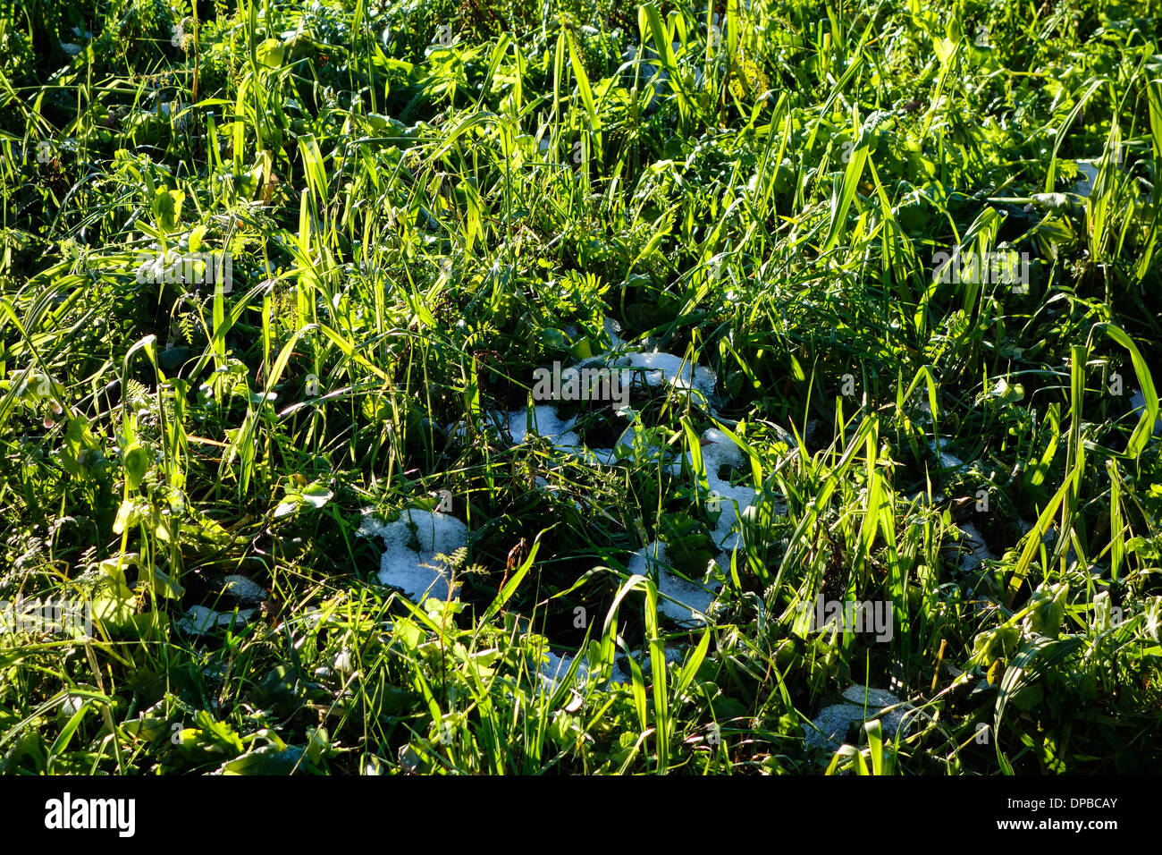 Pflanzen, Gründüngung auf einem Feld im Spätherbst Stockfoto