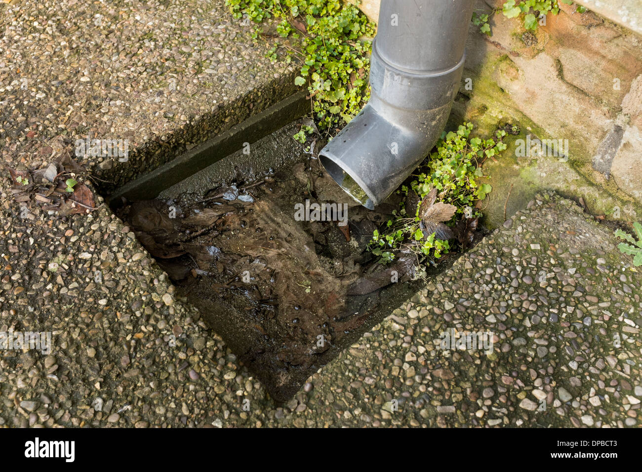 Eine externe Abfluss blockiert durch Blätter nach einem Hochwasser im Januar Winter, England Stockfoto