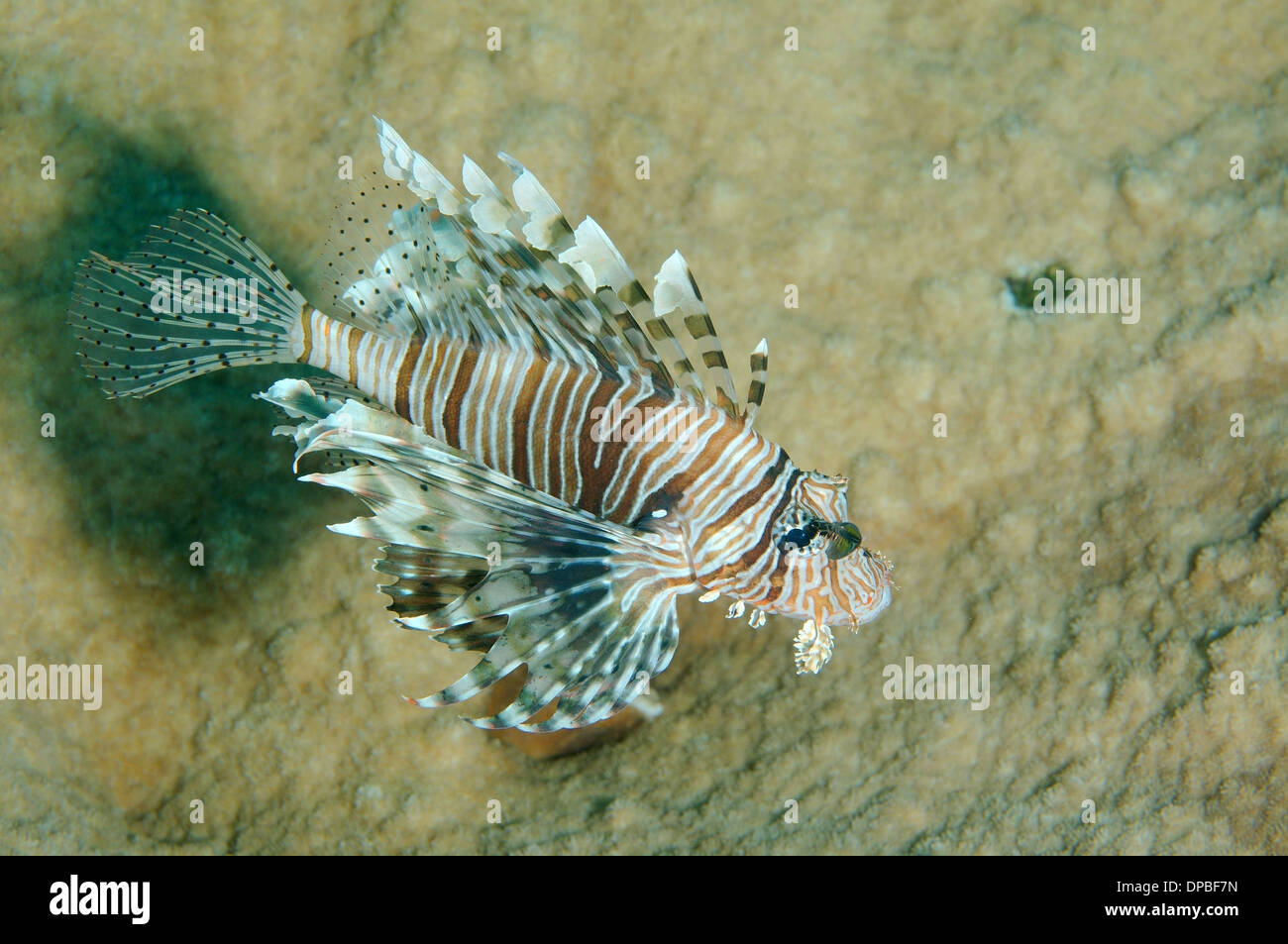 Rot Rotfeuerfisch (Pterois Volitans) Rotes Meer, Ägypten, Afrika Stockfoto