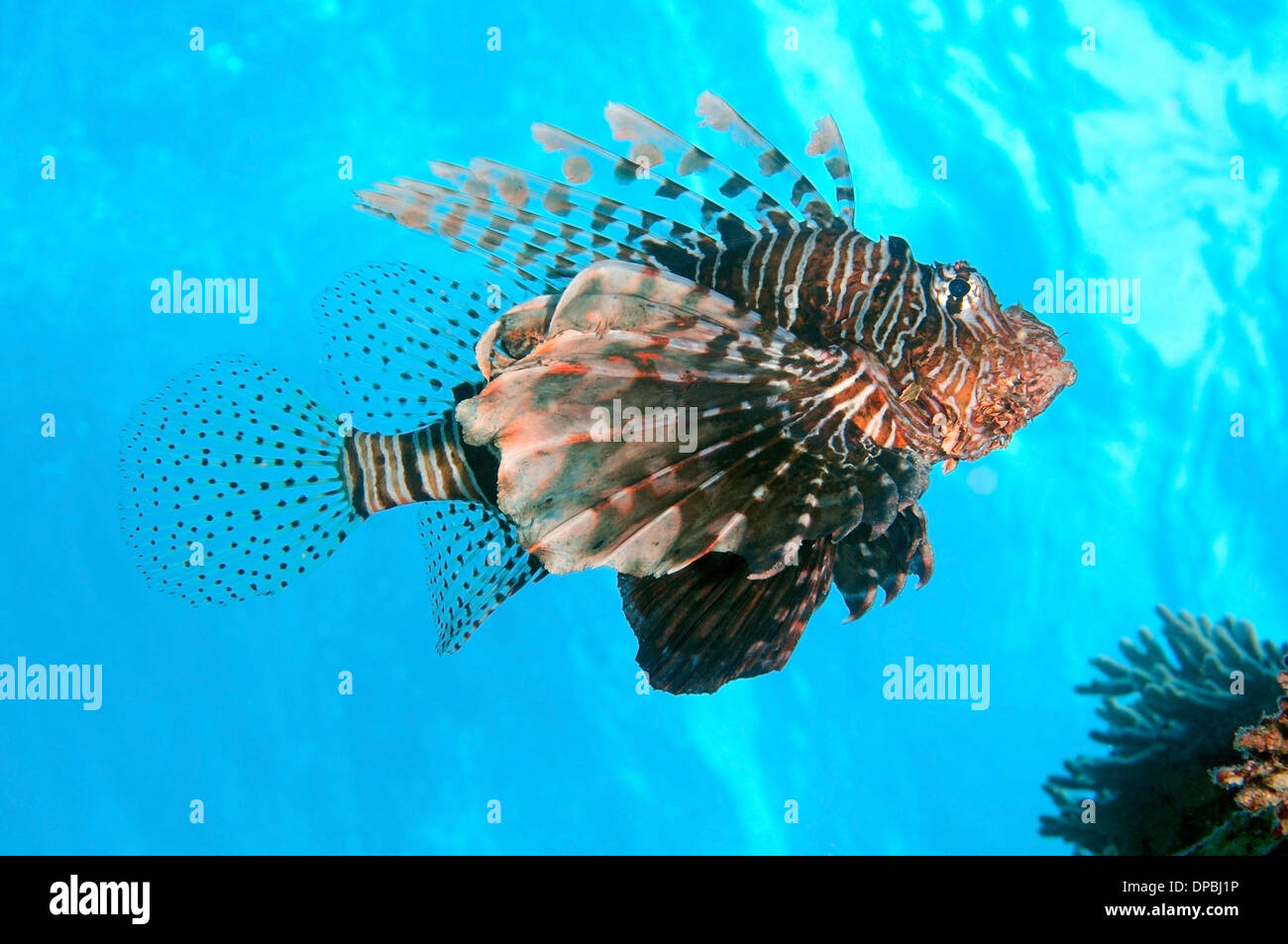 Rot Rotfeuerfisch (Pterois Volitans) Rotes Meer, Ägypten, Afrika Stockfoto