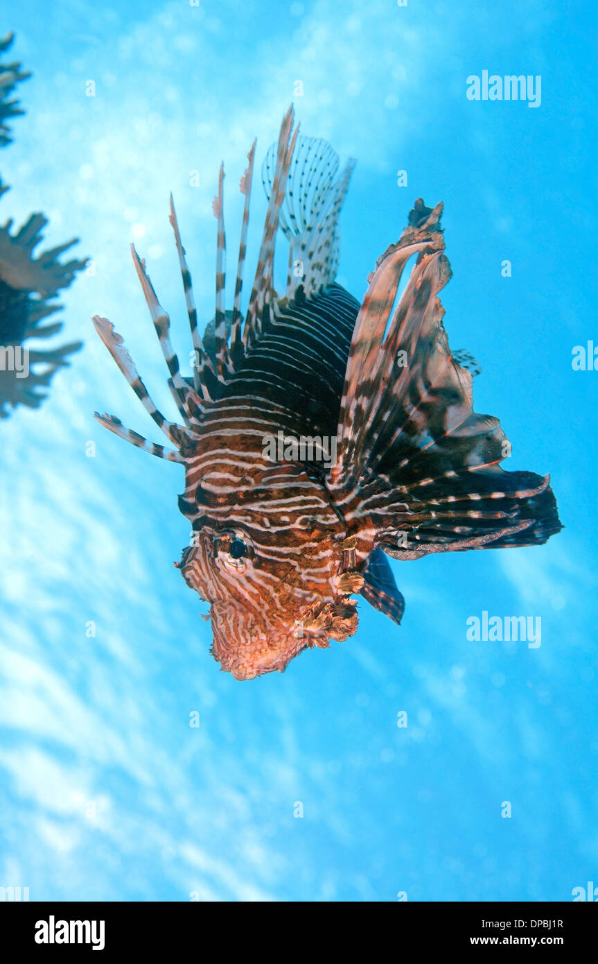 Rot Rotfeuerfisch (Pterois Volitans) Rotes Meer, Ägypten, Afrika Stockfoto