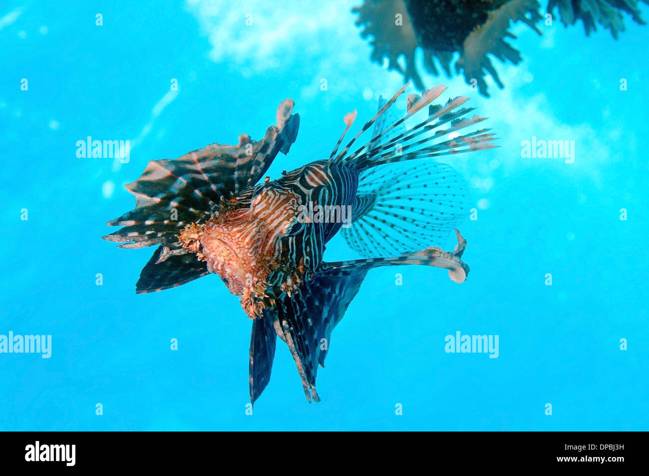 Rot Rotfeuerfisch (Pterois Volitans) Rotes Meer, Ägypten, Afrika Stockfoto