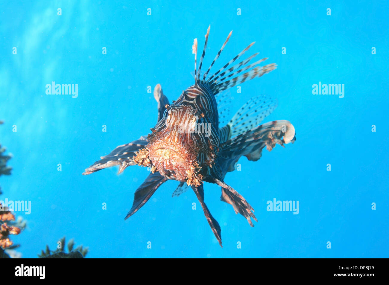 Rot Rotfeuerfisch (Pterois Volitans) Rotes Meer, Ägypten, Afrika Stockfoto