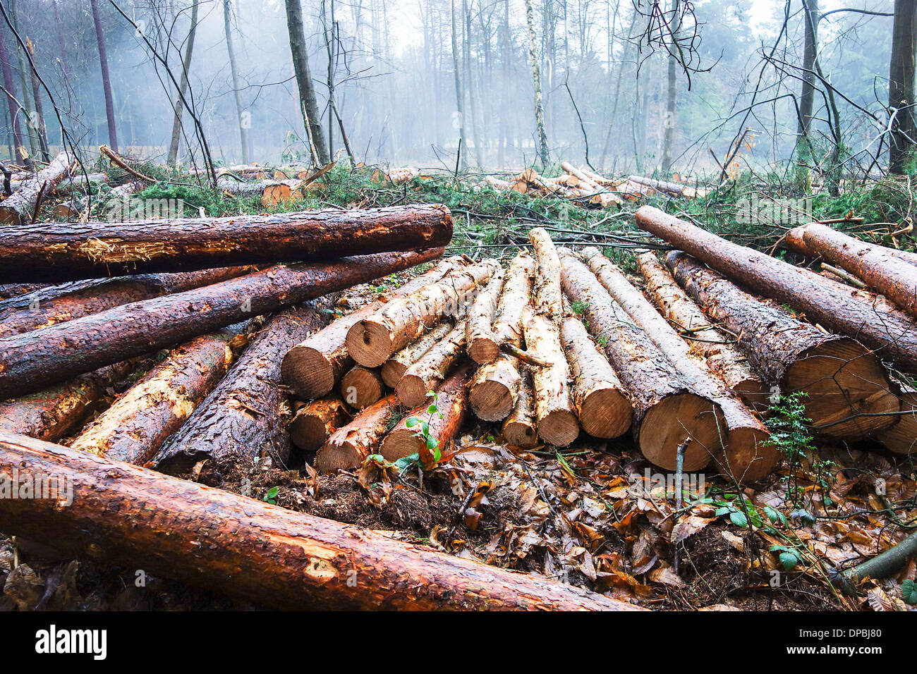 Woodland-Management arbeitet in Kingsford Country Park in South Staffordshire UK Stockfoto