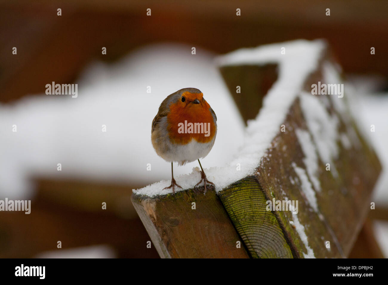 Robin gehockt Holzstuhl im Schnee Stockfoto