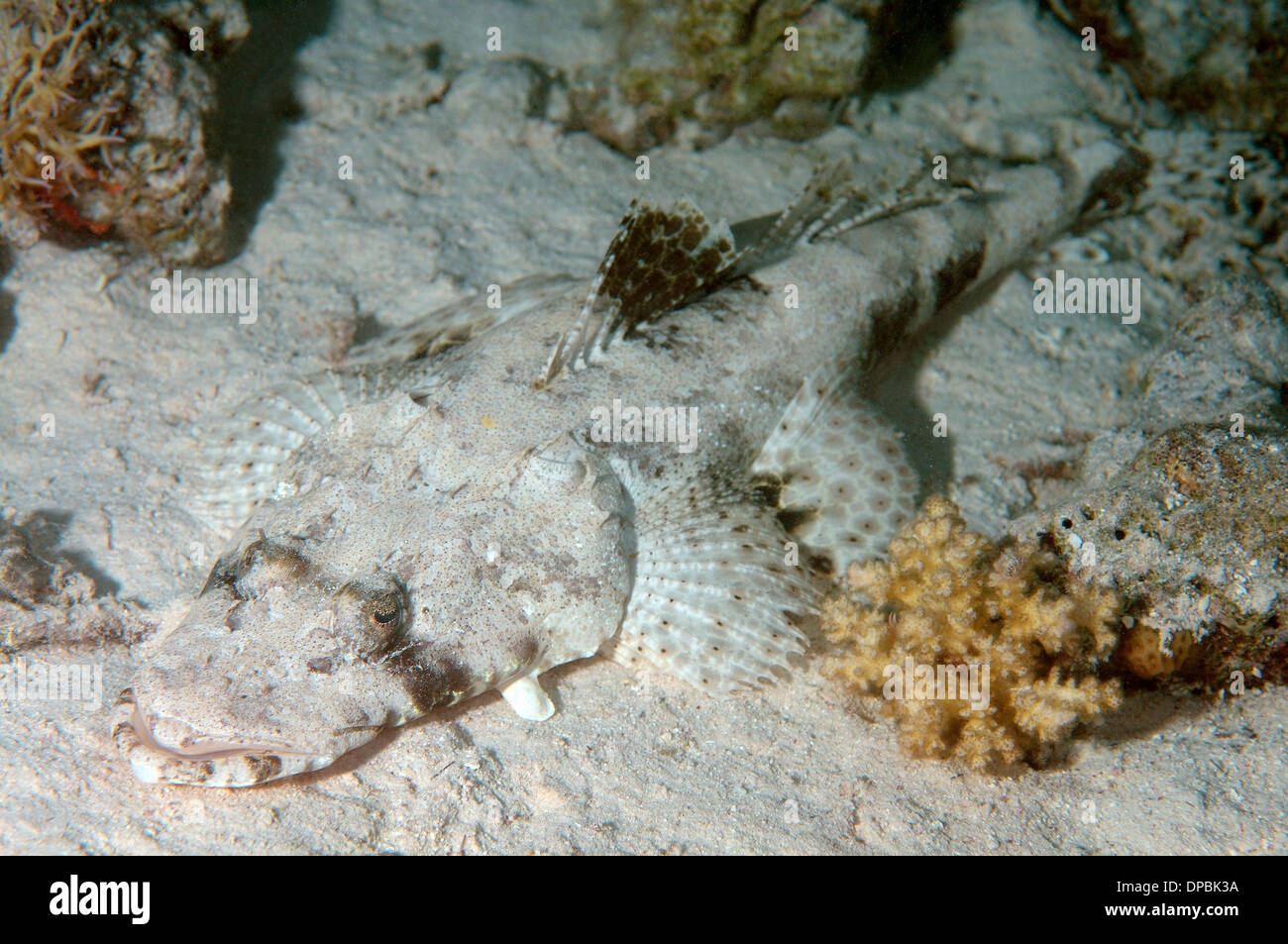 Tentakeln Flathead oder Crocodilefische (Papilloculiceps Longiceps) Stockfoto