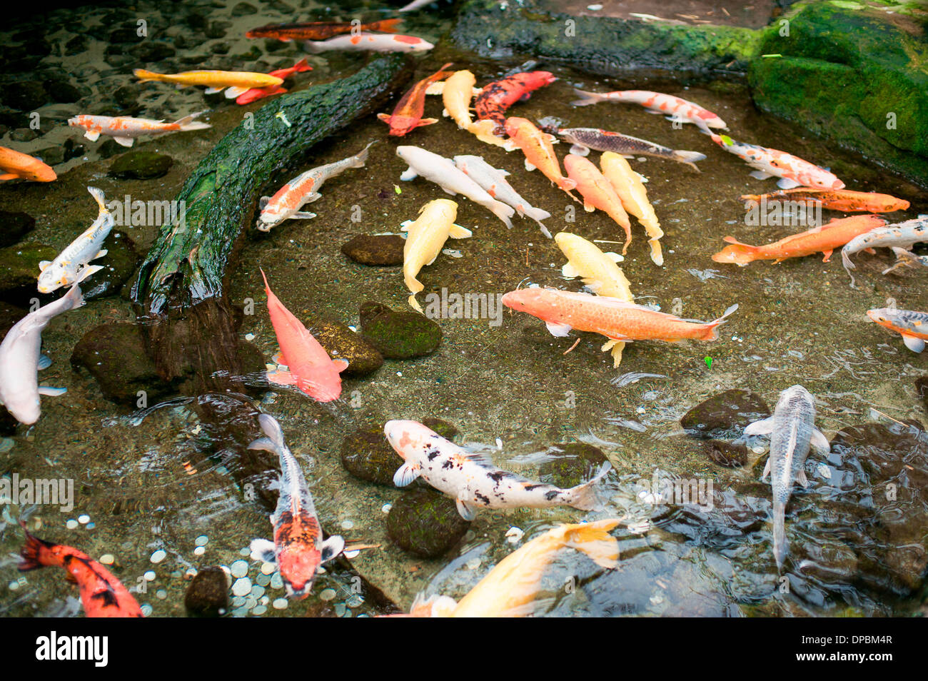 bunte Koi-Fische in einem Teich schwimmen Stockfoto