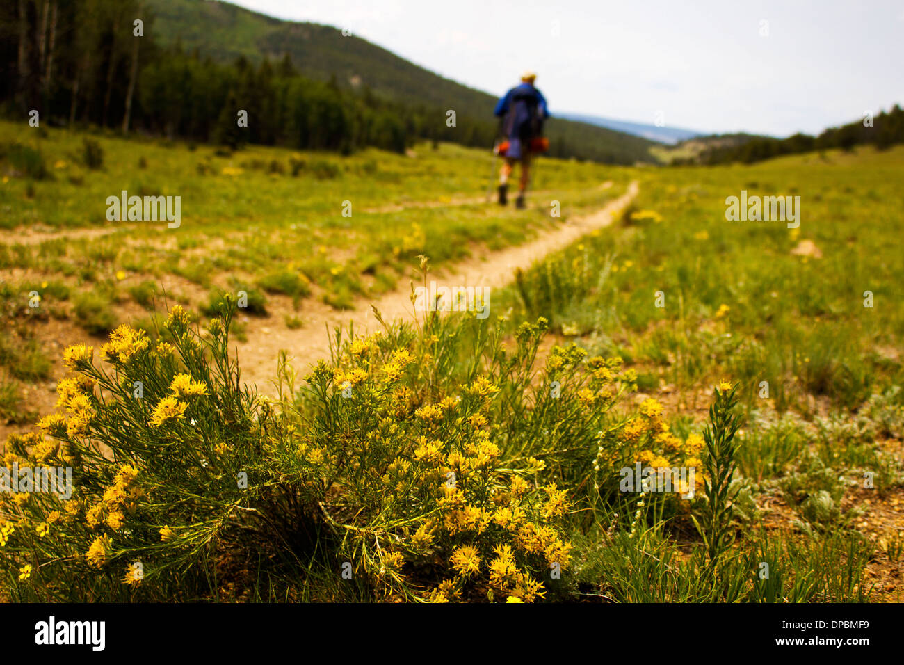 Ein Wanderer folgt der Spur in den San Juan Mountains im südlichen Colorado. Stockfoto