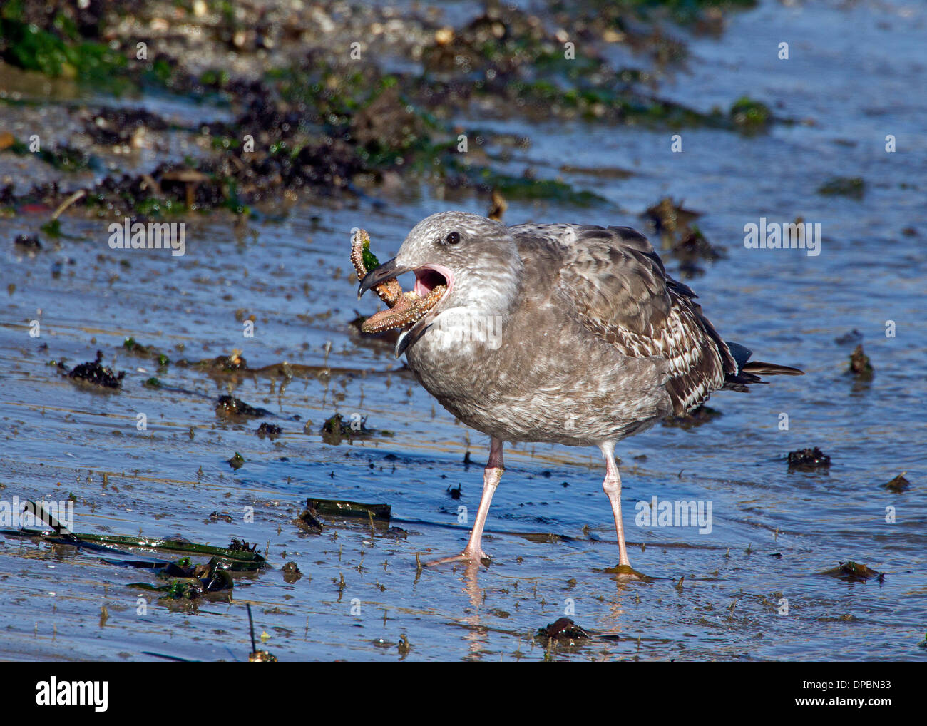 Unreife westlichen Gull Essen einen Seestern Stockfoto