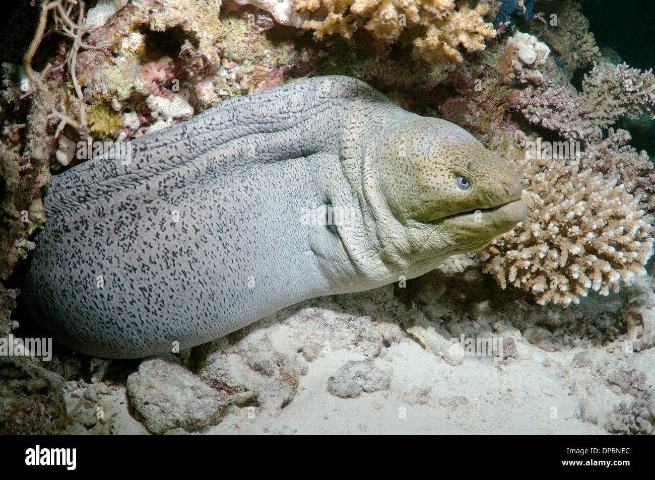 Riesen Muräne (Gymnothorax Javanicus) Rotes Meer, Ägypten, Afrika Stockfoto