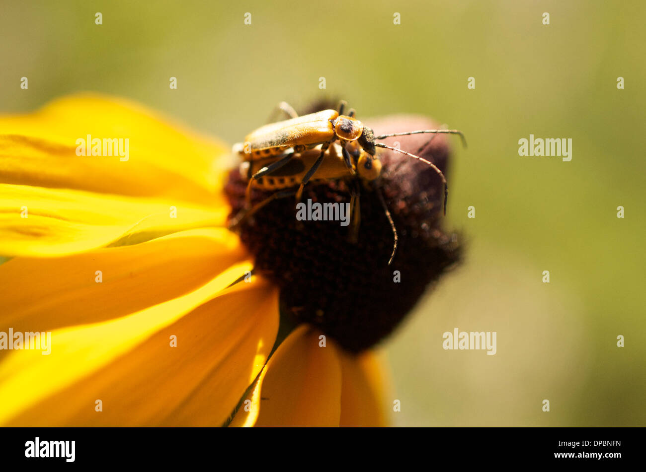 Paarung von Insekten Stockfoto