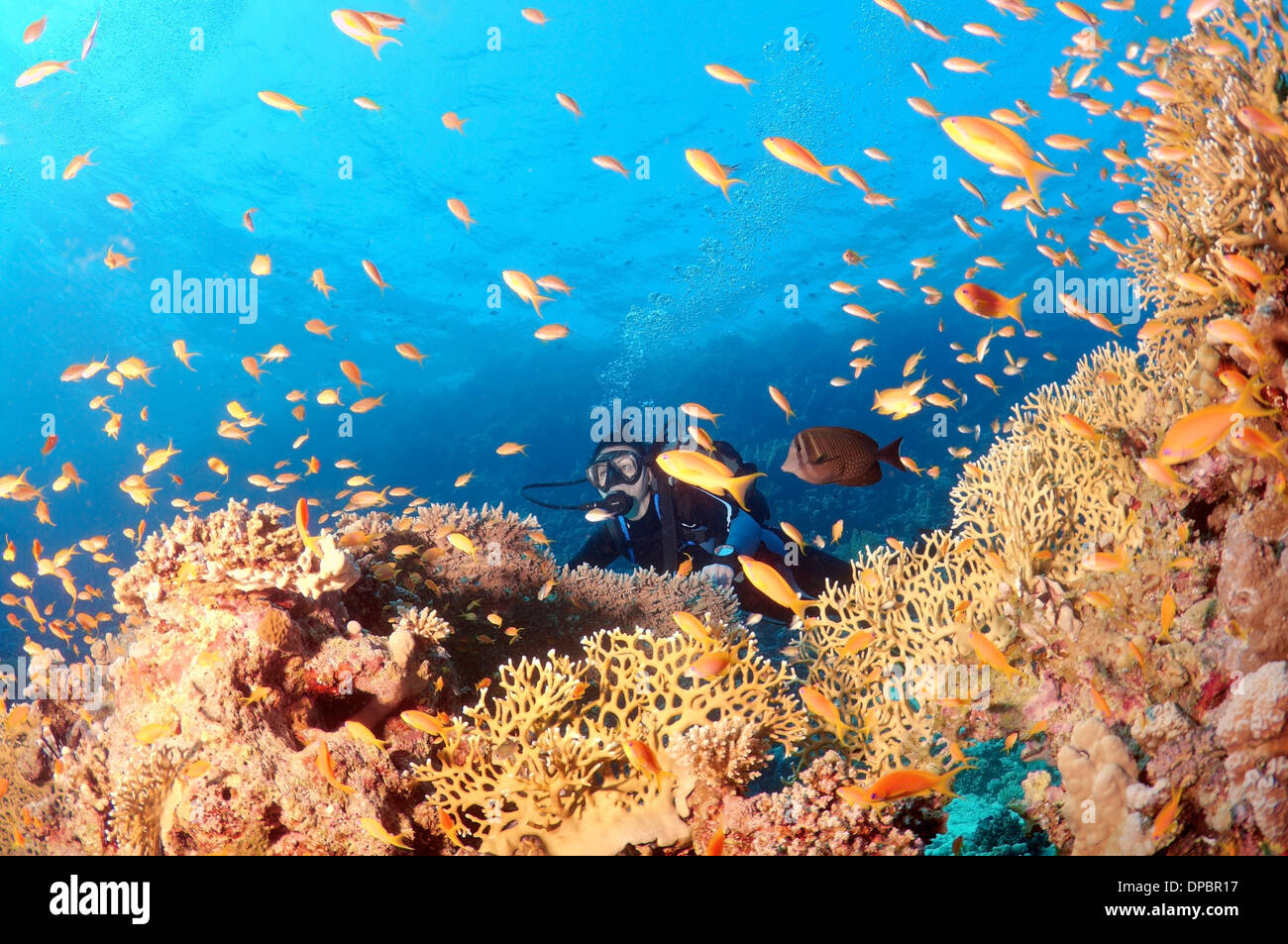 Blick auf Lyretail Coralfish, Lyretail Anthias, Meer Taucher Goldie oder Scalefin Anthia (Pseudanthias Squamipinnis), Rotes Meer, Ägypten Stockfoto