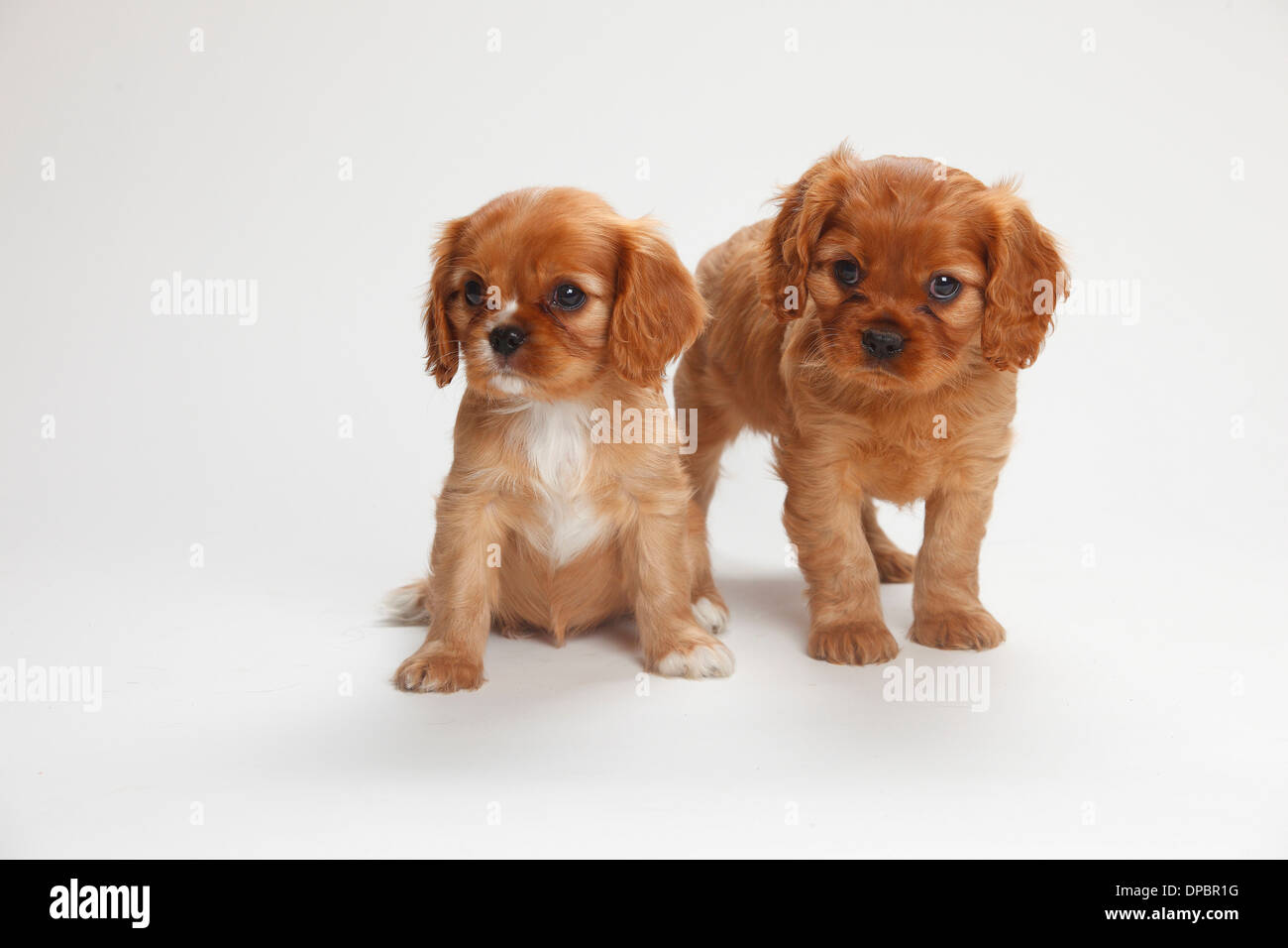 Zwei Cavalier King Charles Spaniel Welpen vor weißem Hintergrund Stockfoto