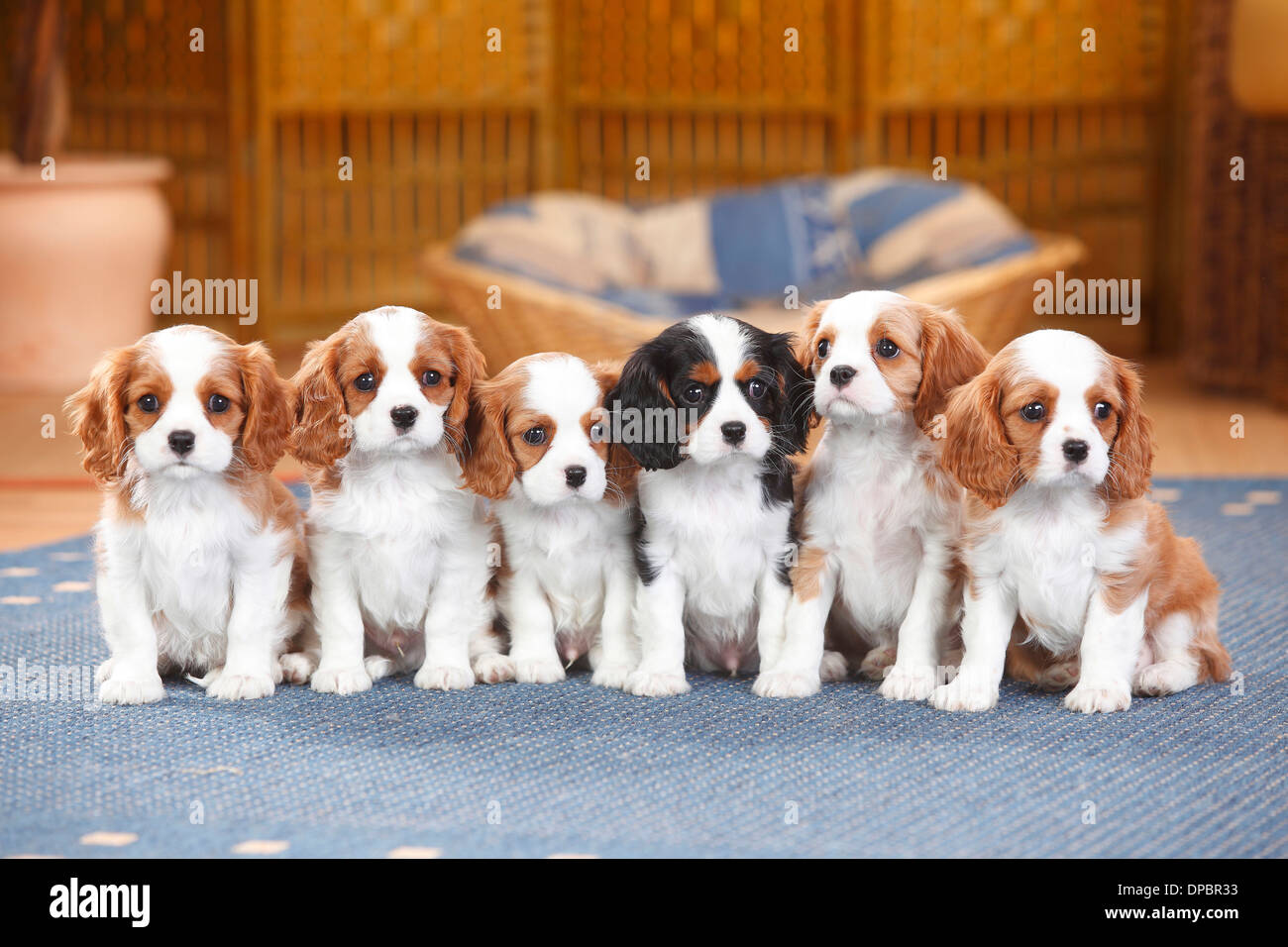 Sechs Cavalier King Charles Spaniel Welpen sitzen auf einem Teppich Stockfoto