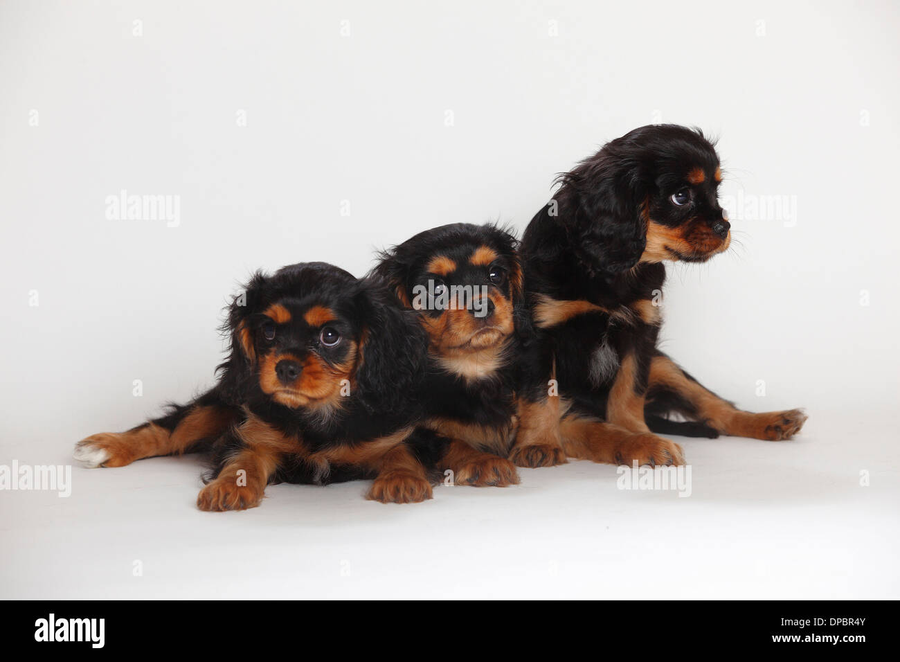 Drei Cavalier King Charles Spaniel Welpen vor weißem Hintergrund Stockfoto