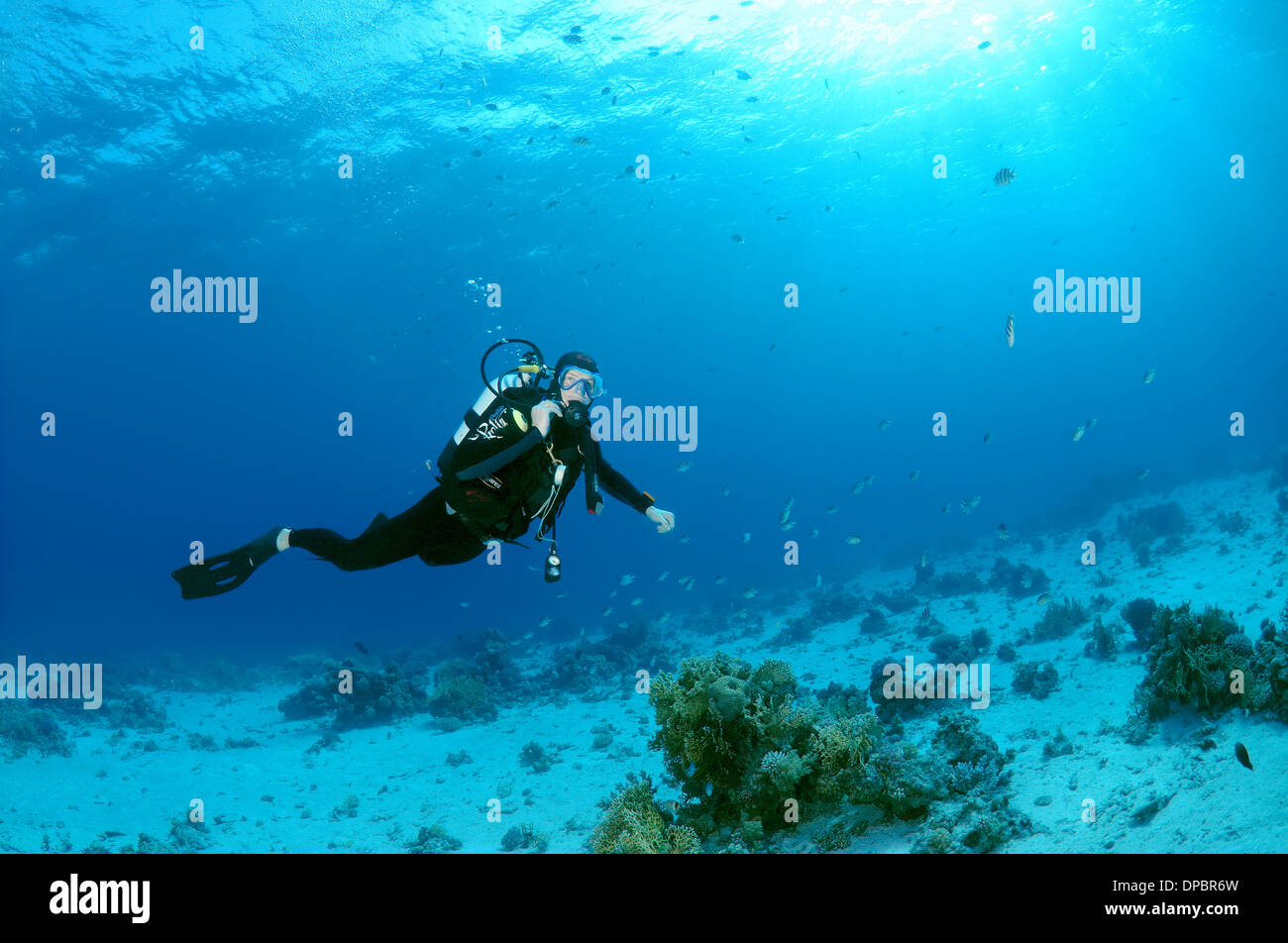 Tauchen. Rotes Meer, Ägypten, Afrika Stockfoto