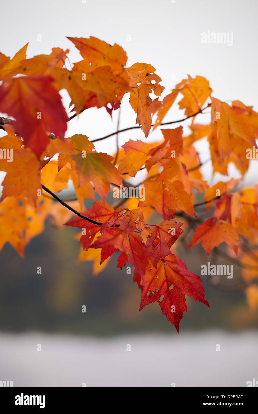 Klassische New England Herbst Farben rot, gelb und Orange Stockfoto