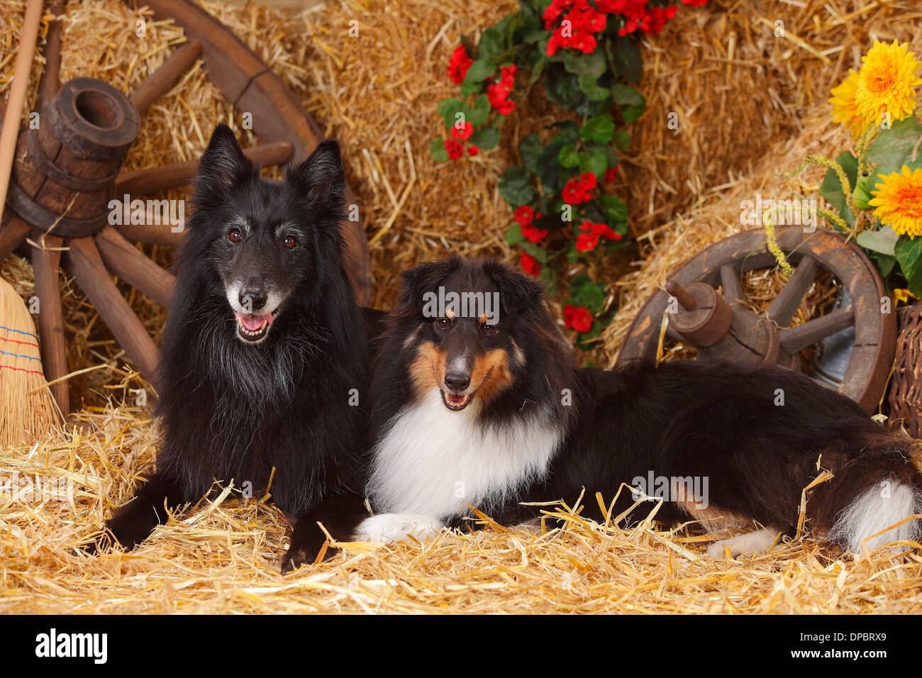 Sheltie, Shetland Sheepdog und Groenendael, Belgischer Schäferhund liegend im Heu Stockfoto