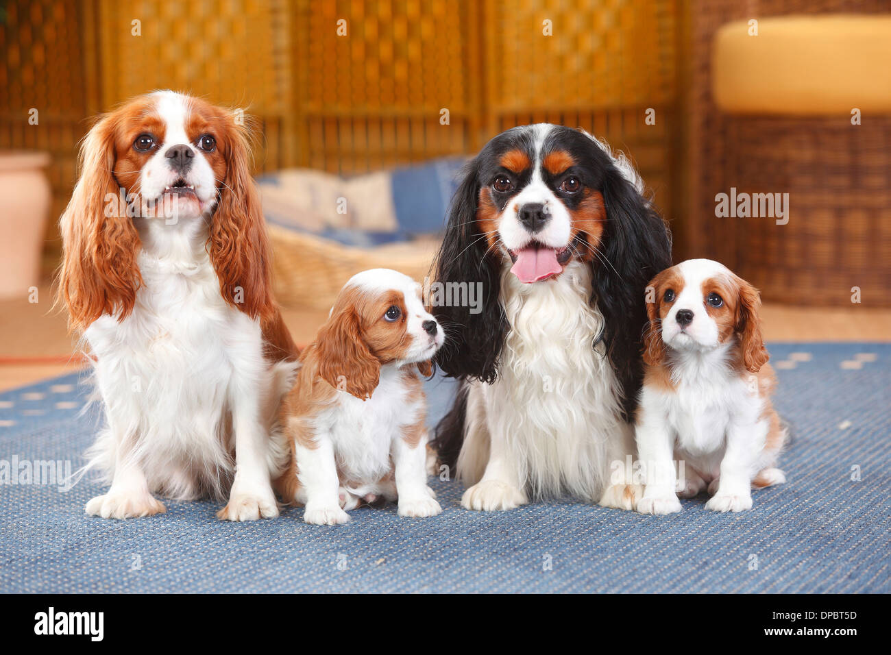 Cavalier King Charles Spaniel Welpen Schwarz Zwei Cavalier King Charles Spaniel mit zwei Welpen sitzen auf einem