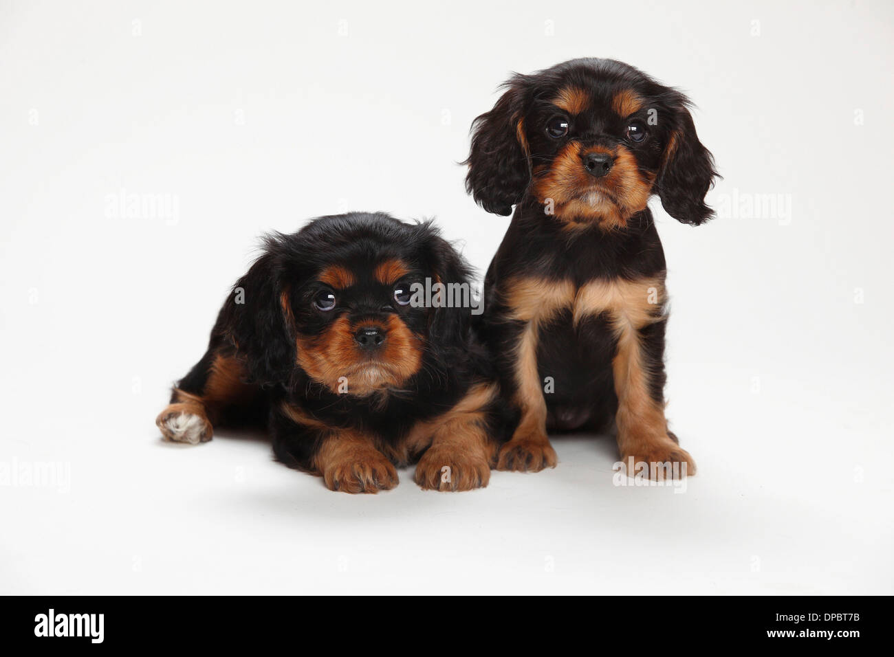 Zwei Cavalier King Charles Spaniel Welpen vor weißem Hintergrund Stockfoto